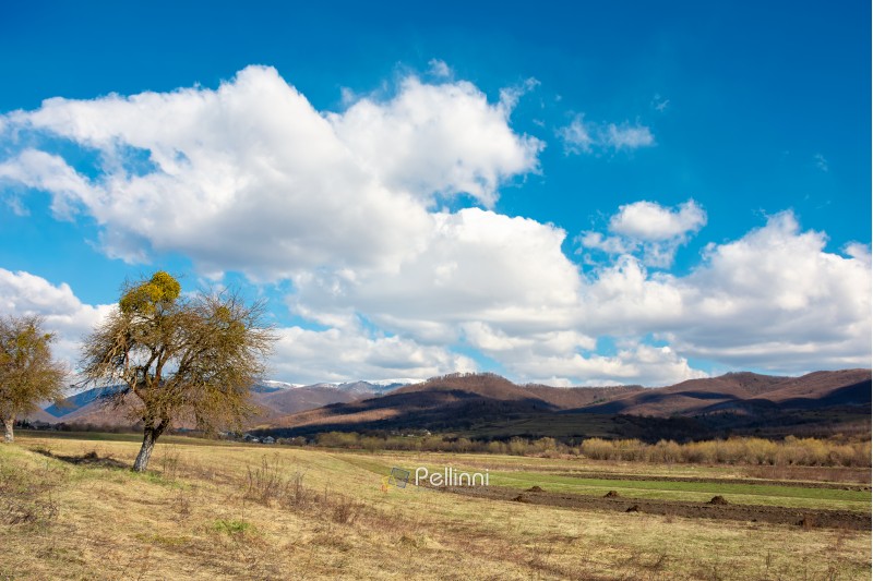 rural fields in mountains. sunny springtime landscape. beautiful cloudscape on a blue sky 
