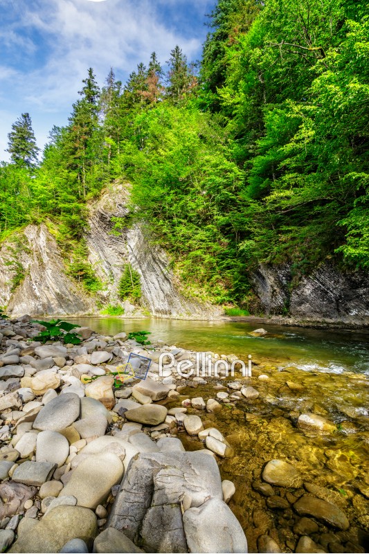 summer landscape. shore of mountain river with stones  and a spruce trees on the top of a cliff