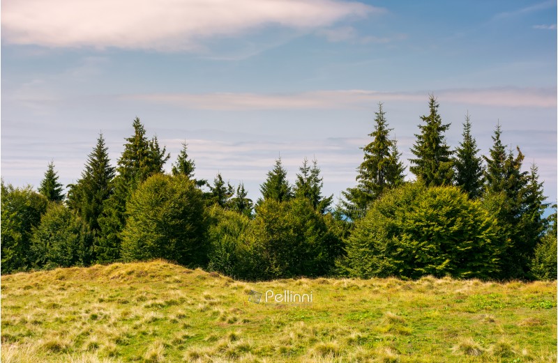 shrubs and fir trees on the edge of a grassy meadow. beautiful nature scenery in fine weather