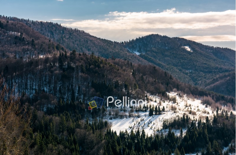 snow covered meadow among forest on hillside. beautiful nature scenery in winter in mountains