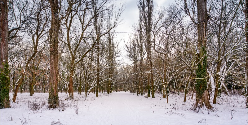 snow covered path among the leafless trees. lovely nature scenery in winter park