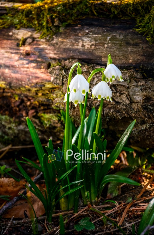 first flowers in springtime. spring snowflake also called Leucojum on a blurred background of log on forest meadow in sunlight. snowbell closeup.