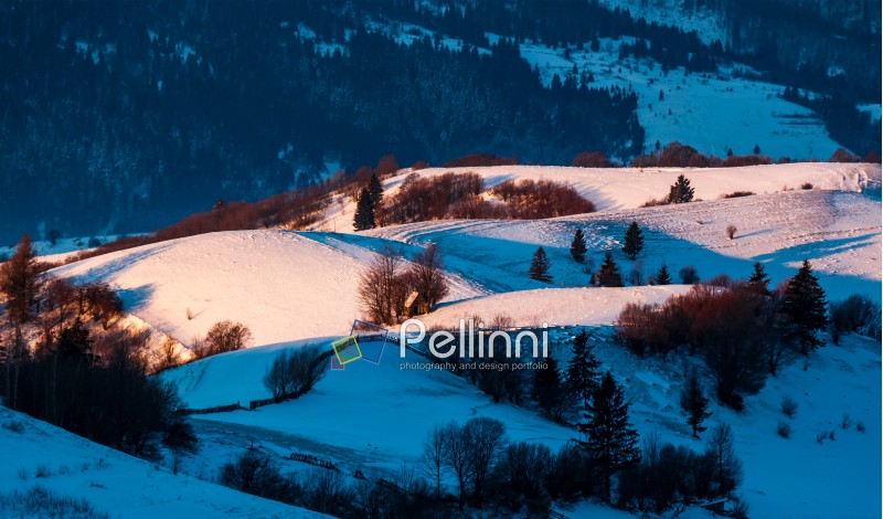 snowy forested hills in morning light. beautiful nature scenery in winter