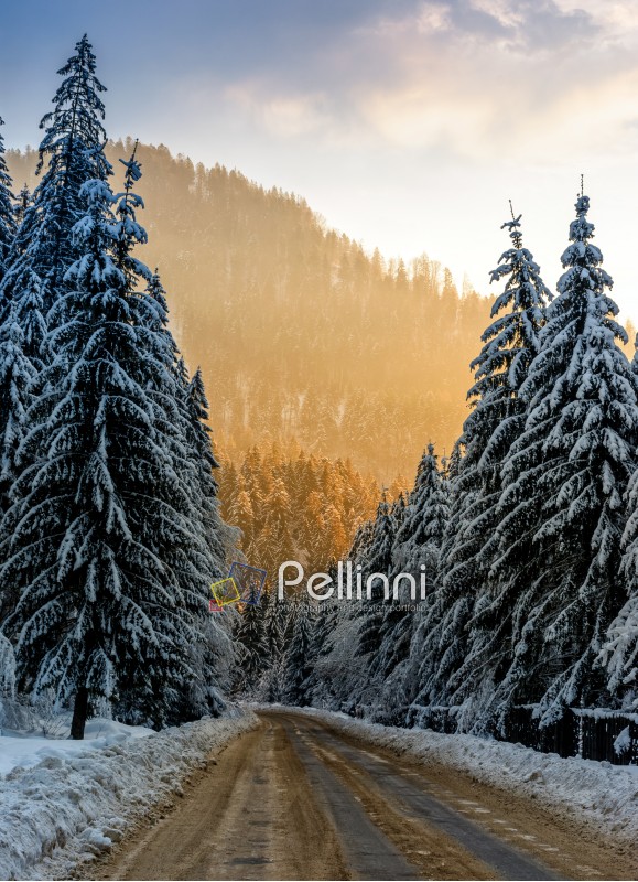 winter mountain landscape. road that leads into the spruce forest covered with snow in evening light