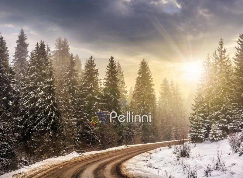 winter mountain landscape. winding road that leads into the spruce forest covered with snow in evening light