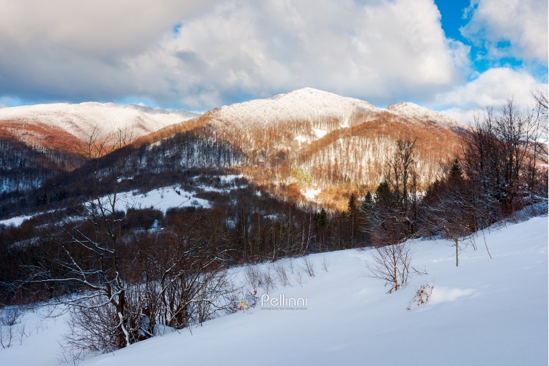 slope and the forested mountain with snowy top. sunny in winter landscape