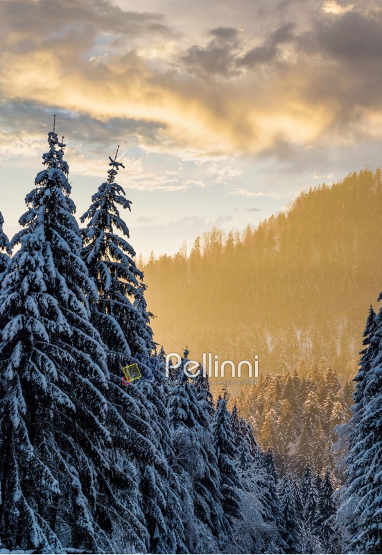 snowy spruce forest at gorgeous sunset. beautiful nature scenery in winter