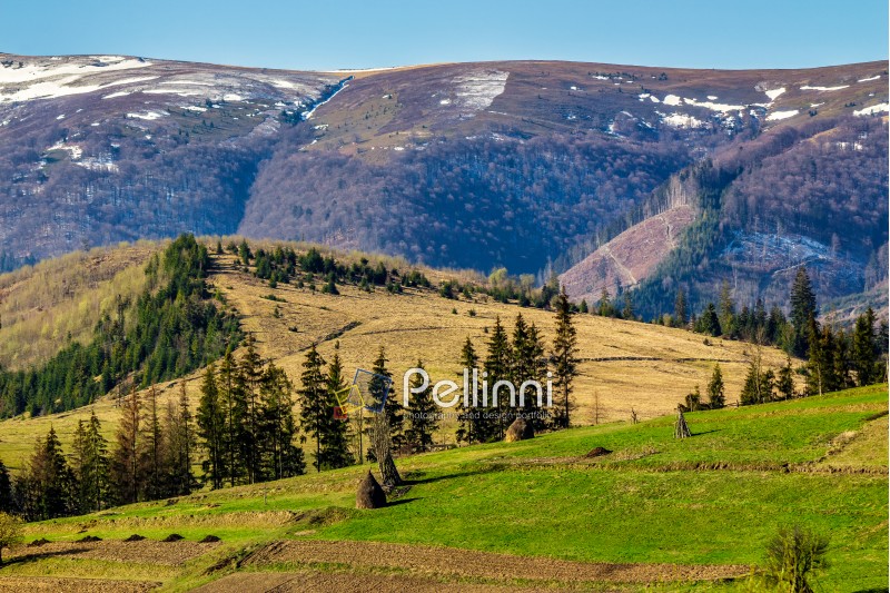 carpathian mountain peaks in snow above green rural meadow in spring season