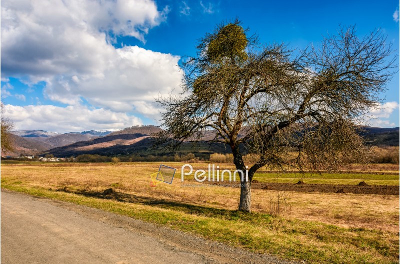 spring has sprung in rural area. tree on agricultural field with yellow weathered grass near the road. snowy peaks of mountain ridge in the distance. nature on sunny day under blue sky with some clouds