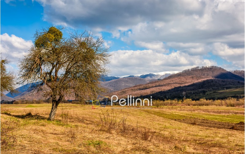 spring has sprung in rural area. tree on agricultural field with yellow weathered grass. snowy peaks of mountain ridge in the distance. nature on sunny day under blue sky with some clouds