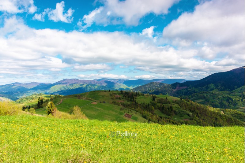 springtime in mountains. beautiful countryside landscape. grassy meadow with dandelions. fluffy clouds on the sky.