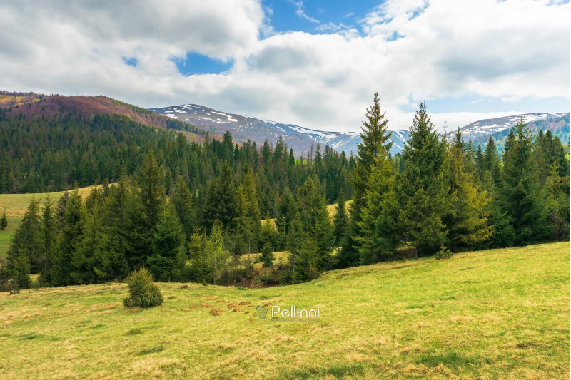 springtime landscape in mountains. spruce forest on the grassy hillside. distant ridge with spots of snow. cloudy afternoon weather