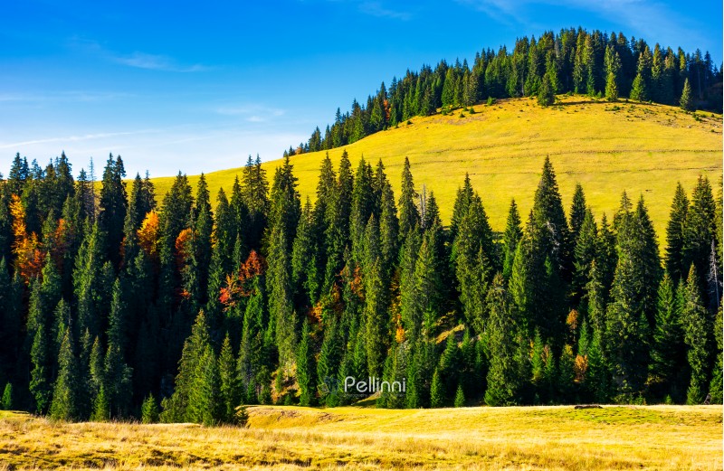 spruce forest around the hill in autumn. beautiful nature scenery. clean environment concept. azure sky with few clouds