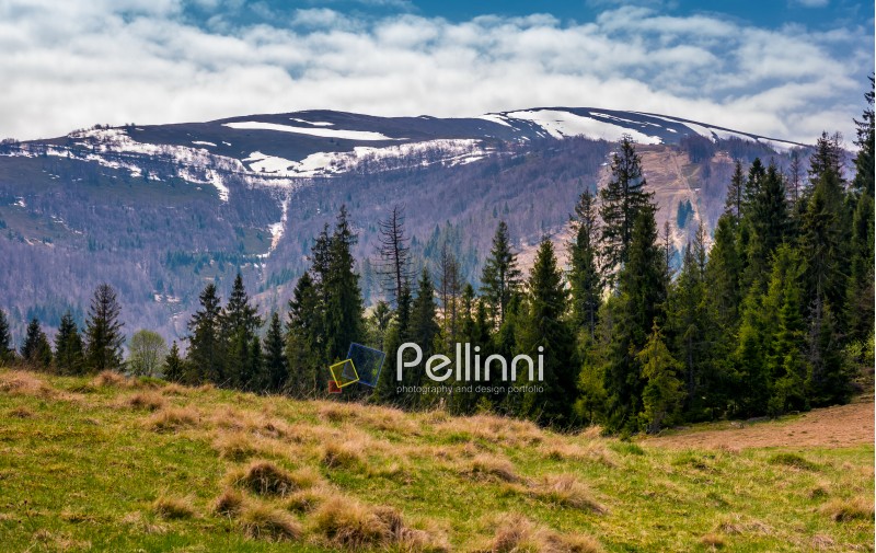 spruce forest at the foot of mountain ridge. beautiful springtime nature scenery in Carpathian alps