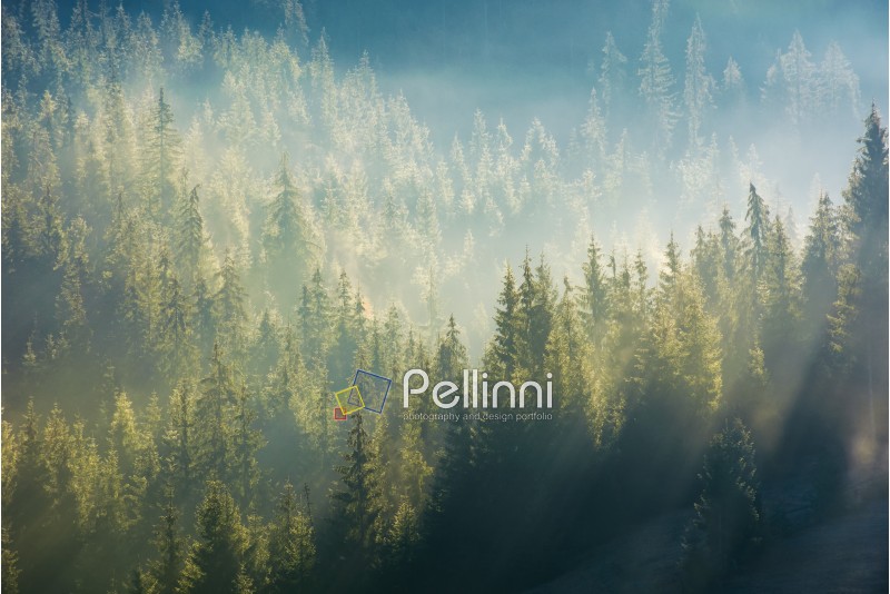 spruce forest in fog on hillside at sunrise. gorgeous nature background in autumn