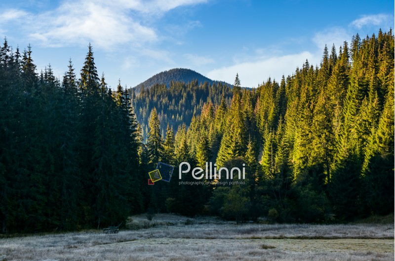 spruce forest in morning light. beautiful nature scenery in mountains