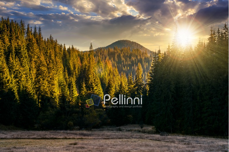 beautiful nature scenery in mountains with spruce forest at sunset