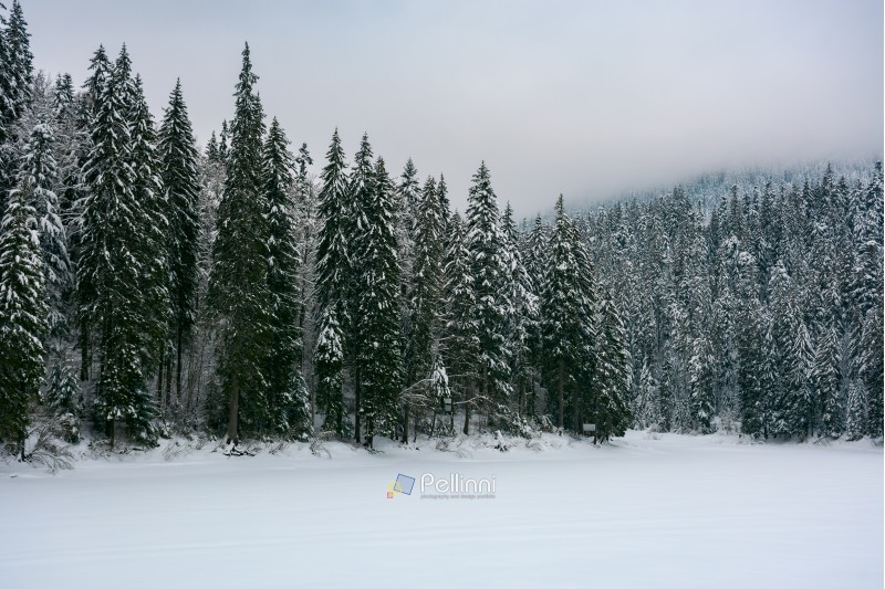 spruce forest in snow. cold winter overcast weather.