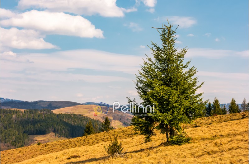 Spruce forest on mountain hillside. meadows with weathered grass on bright sunny day with blue sky and clouds. beautiful springtime landscape