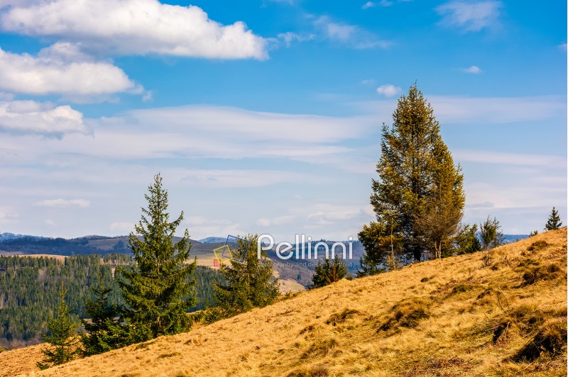forest; hillside; mountain; spruce; day; sky; blue; cloud; hill; bright; sunny; beautiful; springtime; landscape; pine; forest; green; tree; meadow; fir; coniferous; evergreen; nature; outdoor; travel; weather; tourism; view; hike; weathered; grass