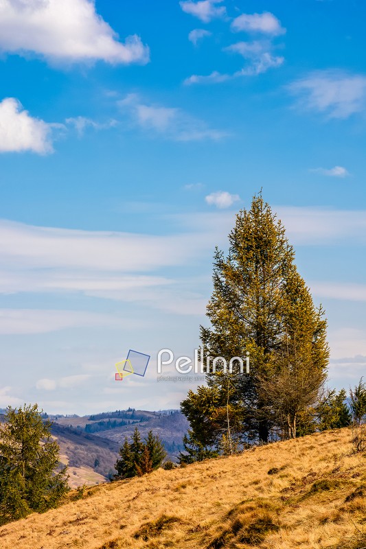 forest; hillside; mountain; spruce; day; sky; blue; cloud; hill; bright; sunny; beautiful; springtime; landscape; pine; forest; green; tree; meadow; fir; coniferous; evergreen; nature; outdoor; travel; weather; tourism; view; hike; weathered; grass