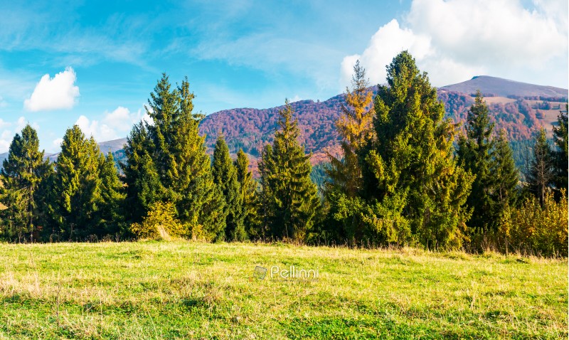 spruce forest on a grassy hill side meadow in mountains. wonderful warm weather with beautiful sky in autumn