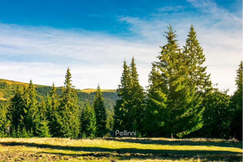 spruce forest on a meadow at sunrise.  wonderful scenery in mountains
