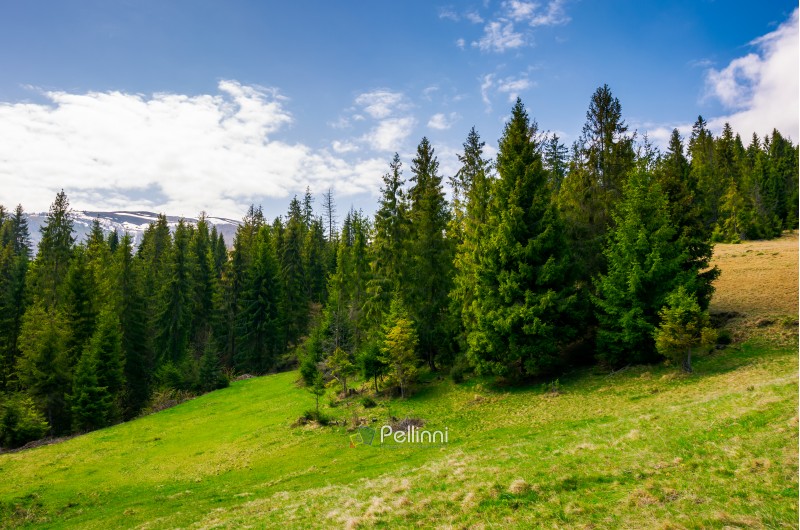 spruce forest on a hill side meadow in high mountains on a cloudy summer day