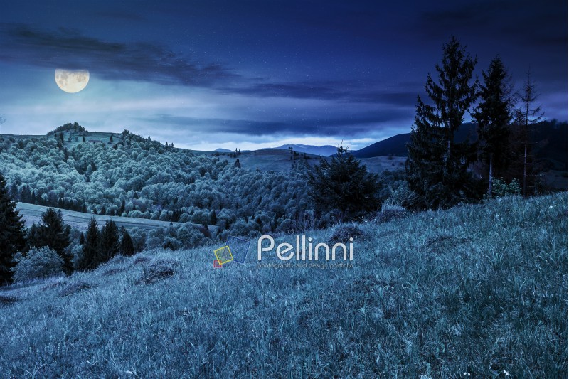 slope of mountain range with spruce forest on the meadow at night in full moon light