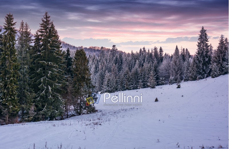 spruce forest on a snowy hillside at dusk. gorgeous winter scenery in mountains