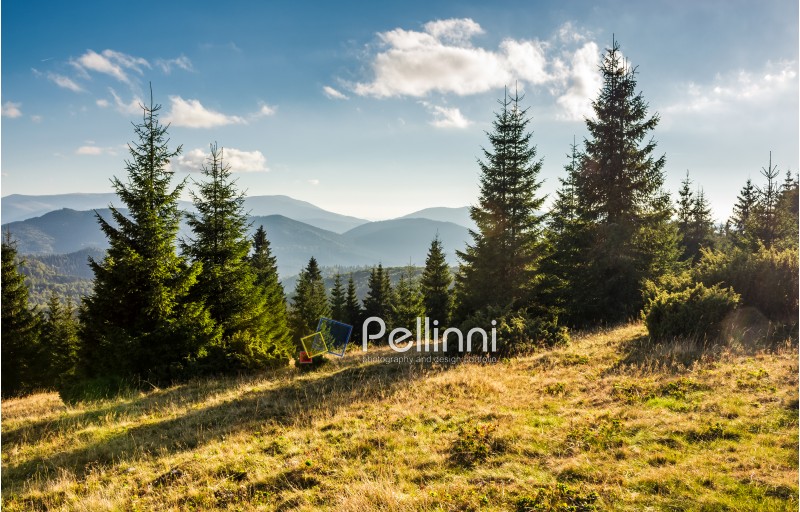 spruce forest on grassy hills in sunset light. gorgeous autumn scenery in Bihor mountains of Romania