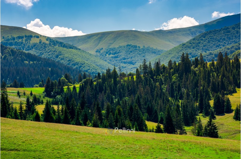 spruce forest on grassy hills of Pylypets. beautiful countryside at the foot of mighty Borzhava mountain ridge in summer