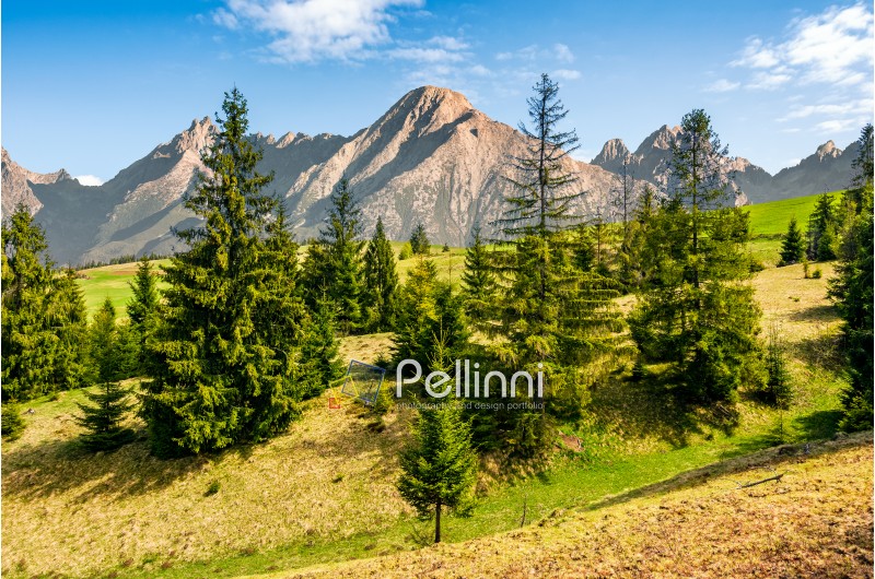 Composite summer landscape with spruce forest on grassy hillside in High Tatra Mountains