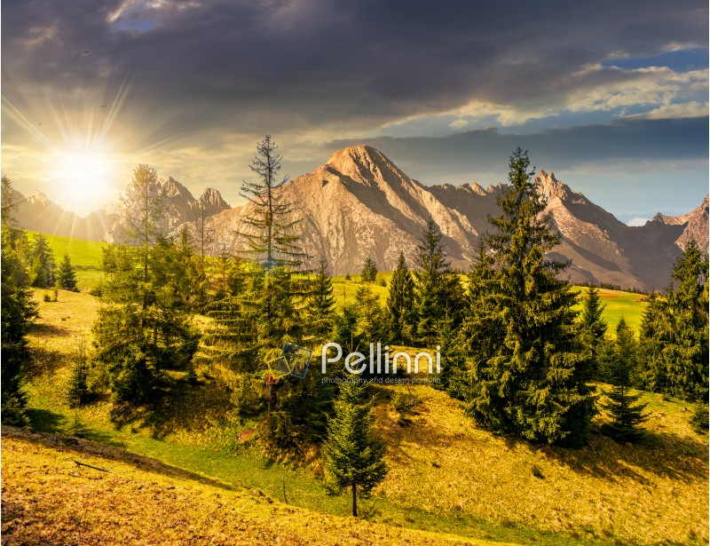 Composite summer landscape with spruce forest on grassy hillside in High Tatra Mountains in evening light