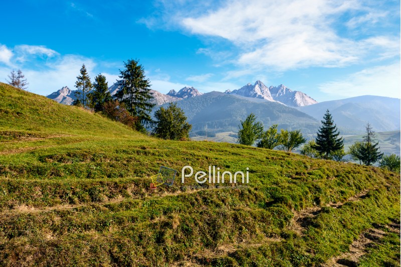 Composite summer landscape with spruce forest on grassy hillside in High Tatra Mountains