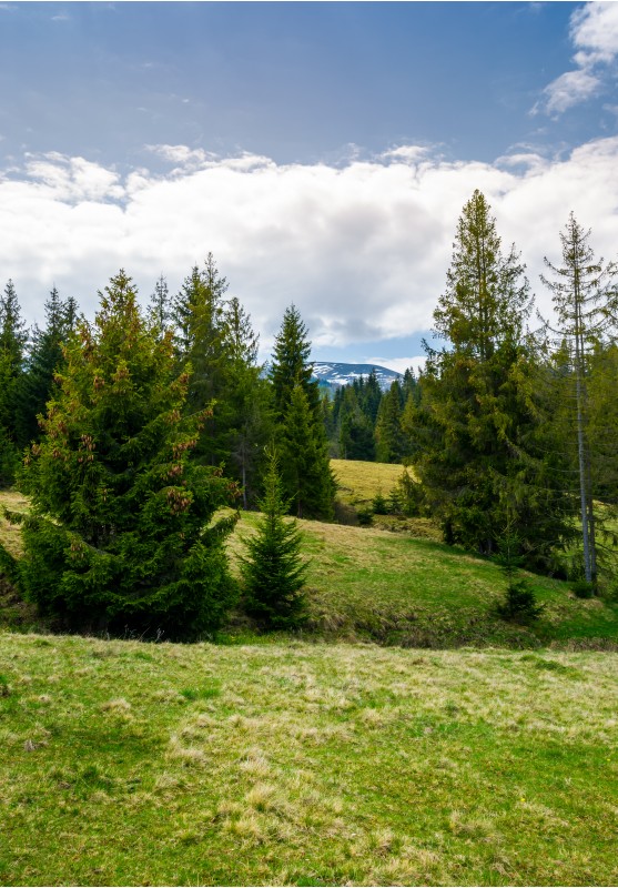 spruce forest on rolling hills. beautiful springtime landscape in mountainous area
