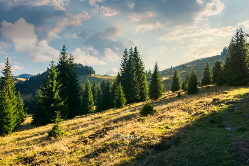 spruce forest on the grassy hill at sunset. beautiful landscape in autumn. location Apuseni mountains