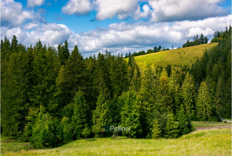 spruce forest on the grassy hillside. lovely landscape with gorgeous sky