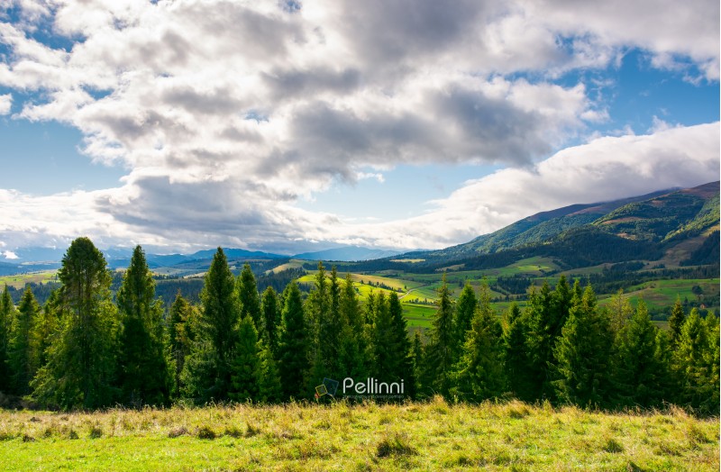 spruce forest on the grassy hillside in mountains. lovely landscape with gorgeous sky