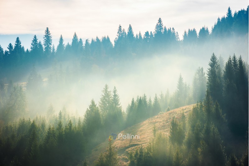 spruce forest on the hill in fog. beautiful nature scenery in mountains. amazing morning weather in autumn .