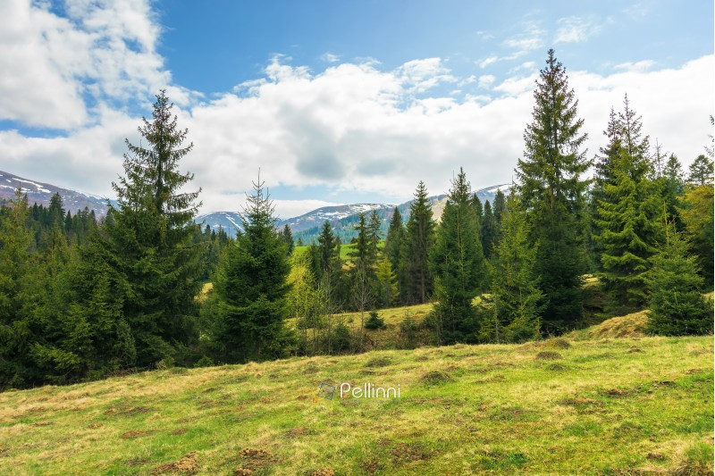 spruce forest on the hill in springtime. row of evergreens on the grassy meadow. distant ridge with spots of snow. cloudy afternoon weather