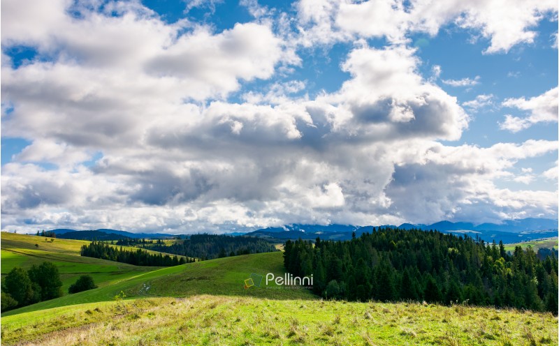 spruce forests of carpathian mountains. beautiful autumn landscape with dramatic cloudscape