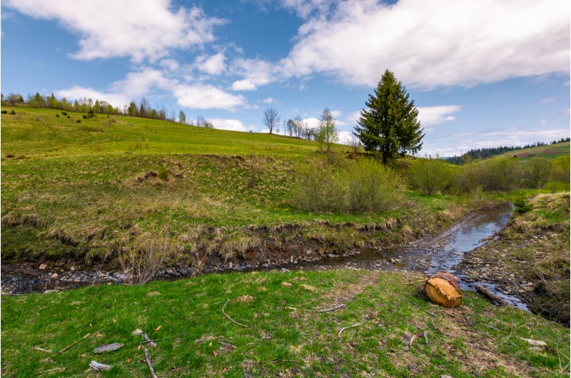 spruce tree and log near the brook. nature scenery with grassy hills in springtime under the cloudy sky