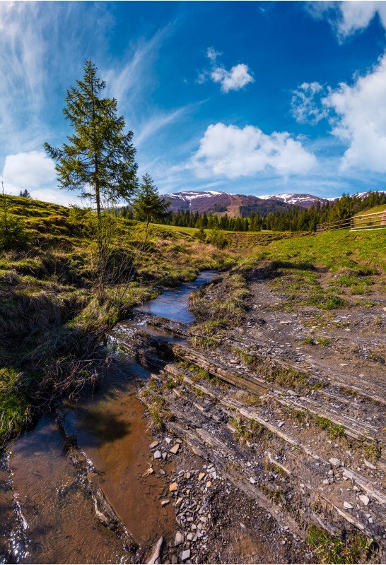 spruce tree and small brook in mountains. lovely springtime scenery in valley of Pylypets village. coniferous forest at the foot of Borzhava mountain ridge, with snowy tops, in the distance