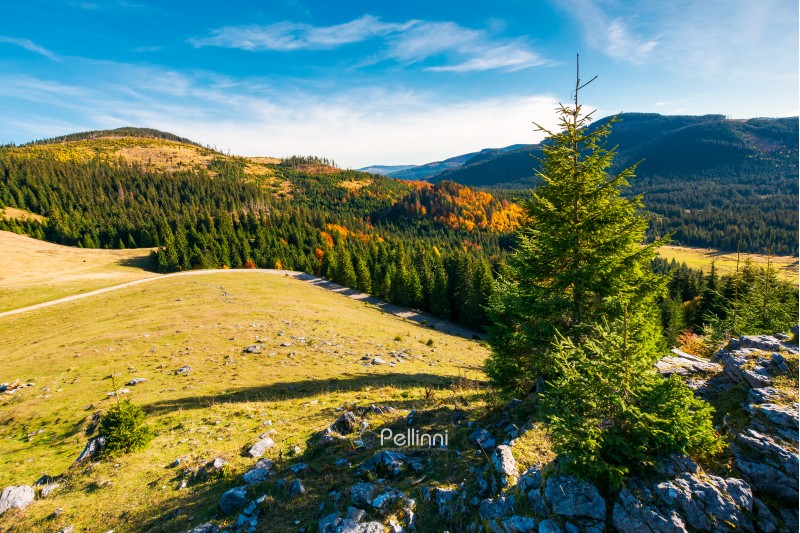 spruce tree on a cliff. beautiful sunrise in mountains. lovely autumn weather