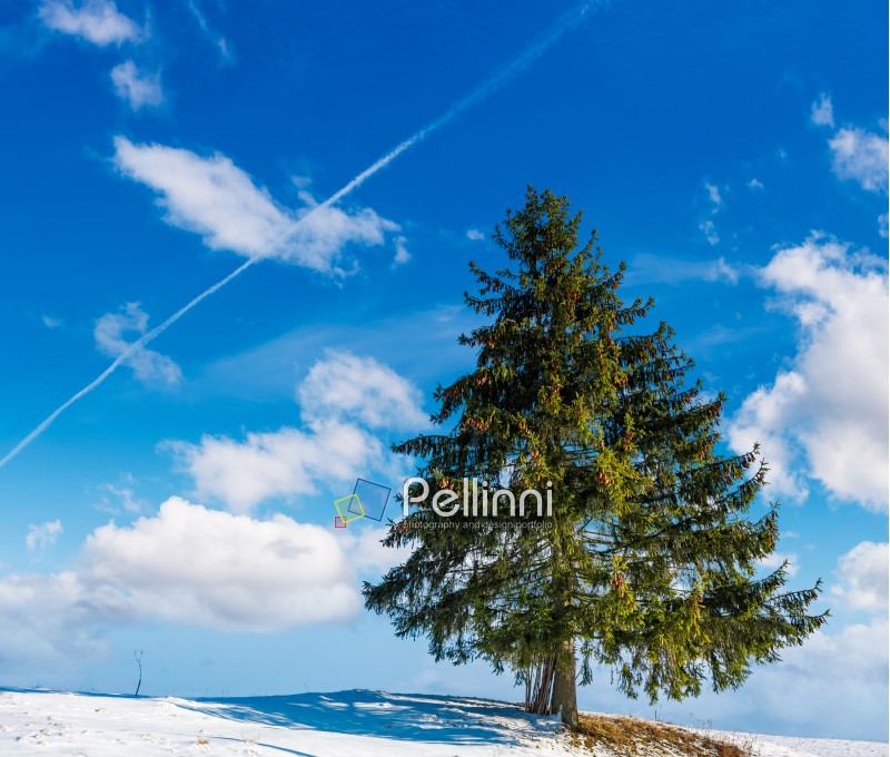 spruce tree on hillside on fine winter weather. beautiful nature scenery under blue sky with some clouds