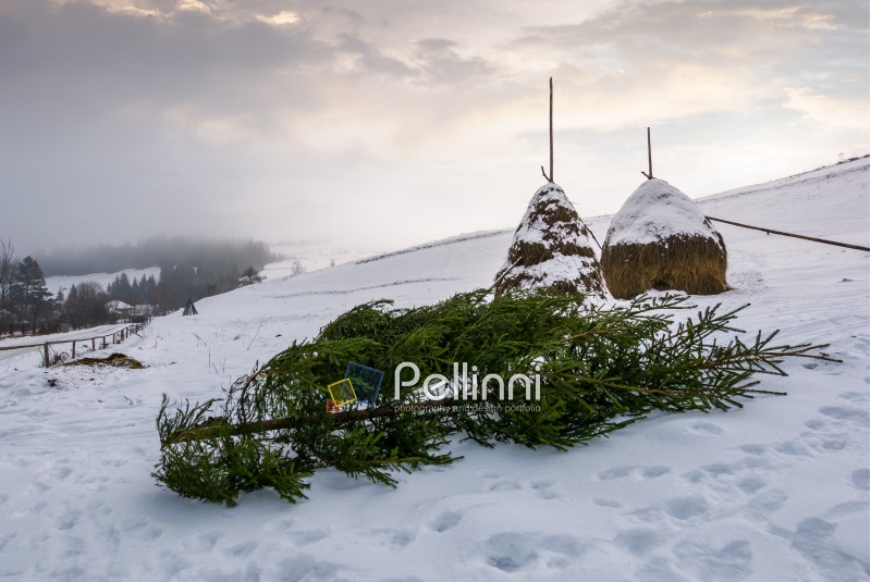 spruce tree cut for Christmas celebration lay near haystacks on snowy hillside. rural scenery on foggy morning