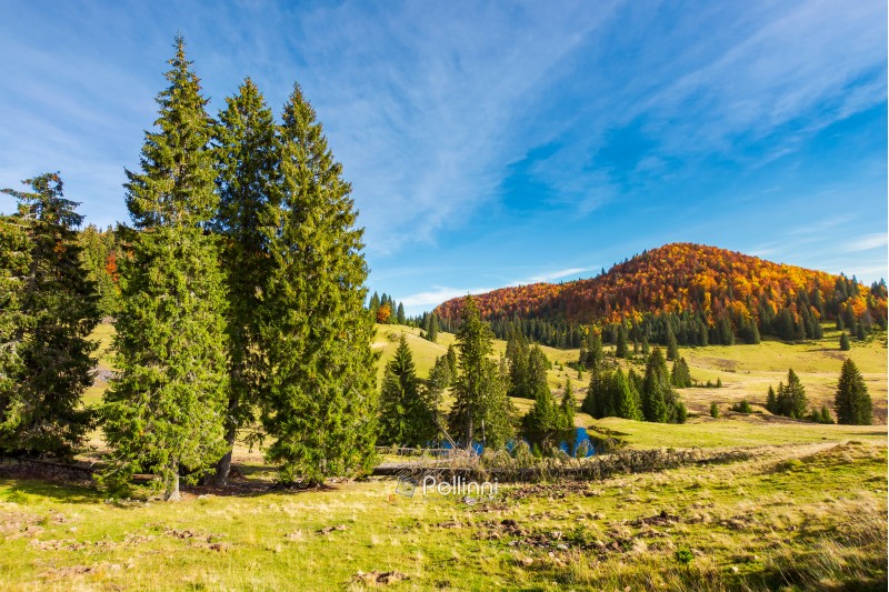 spruce trees in the valley in autumn. beautiful landscape in mountains. gorgeous light and mood, wonderful day spent outdoors in nature
