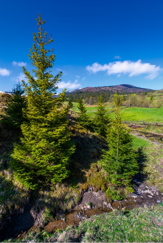 spruce trees near the brook in springtime. lovely countryside scenery in rural area. fresh green grassy fields on hills. deep blue sky with fluffy clouds. mountains with some snow in the distance