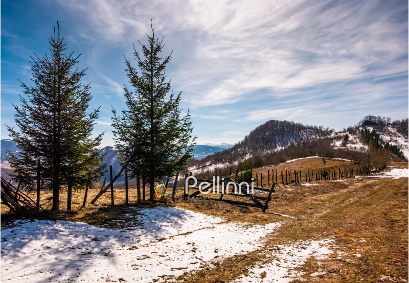 spruce trees near the fence on hillside with weathered grass and snow. lovely springtime scenery in mountains